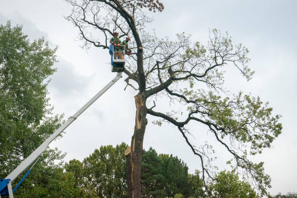 Trusted Oconomowoc, WI Tree Care Experts