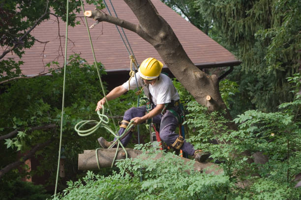 How Our Tree Care Process Works  in  Oconomowoc, WI